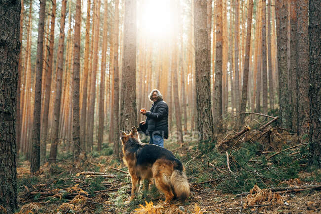 Vista lateral do homem andando com cão doméstico entre árvores coníferas em dia ensolarado — Fotografia de Stock