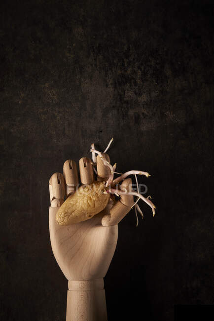 Top view composition with old potato tuber with germinating sprouts in artificial wooden hand against black background — Stock Photo