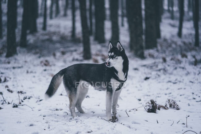 Вид збоку красивої домашньої мисливської собаки, що стоїть між деревами в зимовому лісі — стокове фото