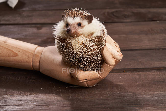 High angle of cute hedgehog lying in creative wooden hand on table in room — Stock Photo