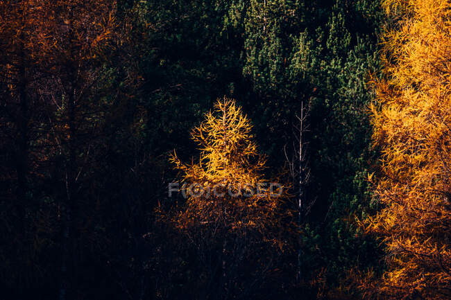 Goldener Herbst im Wald mit Orangenblättern an den Bäumen — Stockfoto