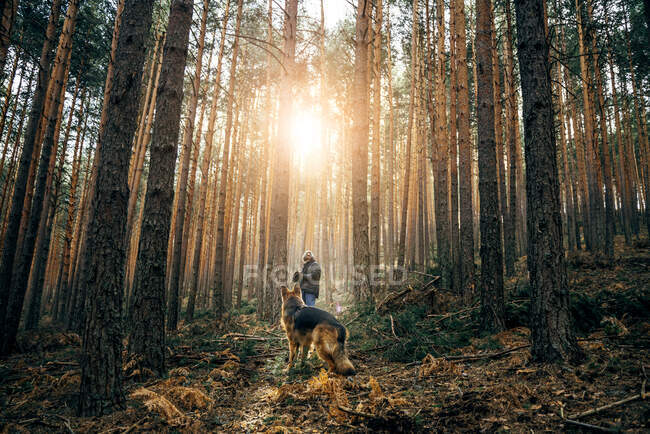 Vista lateral do homem andando com cão doméstico entre árvores coníferas em dia ensolarado — Fotografia de Stock