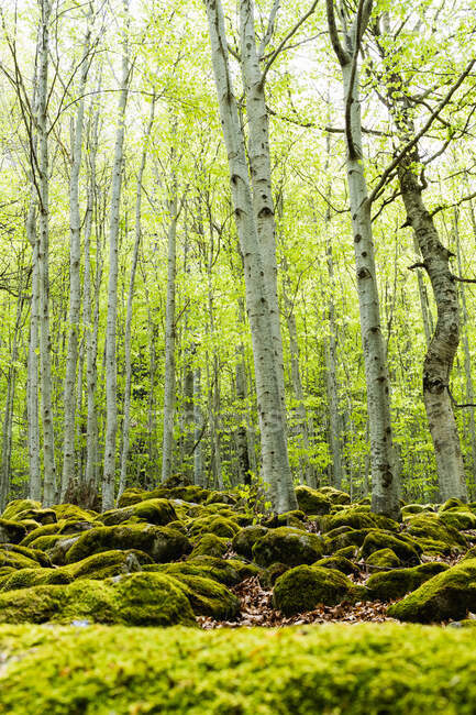 Зеленый лес с высокими деревьями, покрытыми плесенью, в Пьесе — стоковое фото