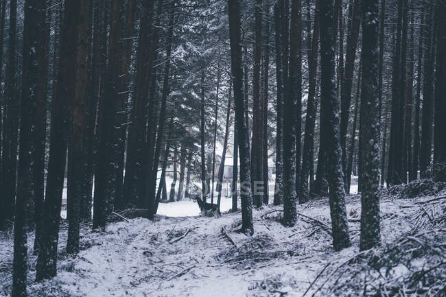 Cão caçador doméstico bonito andando entre árvores na floresta de inverno — Fotografia de Stock