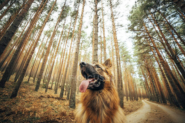 Снизу красивая домашняя собака сидит на сельской дороге между хвойными деревьями в лесу — стоковое фото