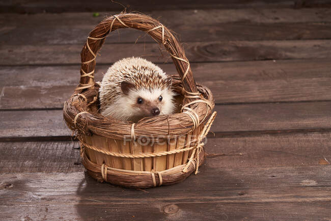High angle of adorable hedgehog sitting in wicker basket on rustic wooden table with herbs — Stock Photo