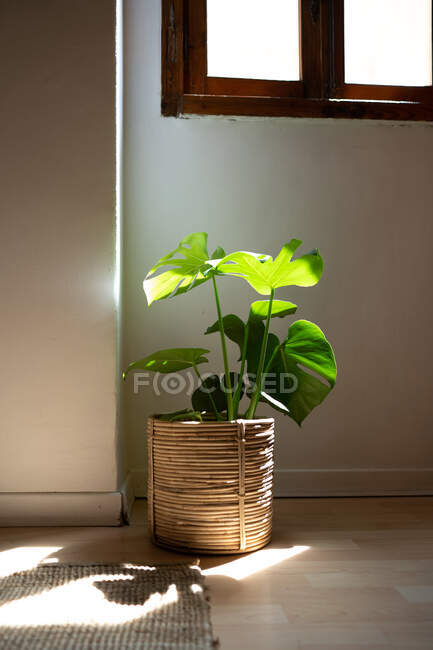 Vaso da fiori con pianta verde monstera posto al piano in camera con luce solare in appartamento — Foto stock