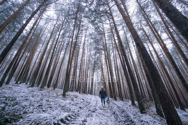 Дама в лижній куртці, що йде з домашнім собакою між деревами в зимовому лісі — стокове фото