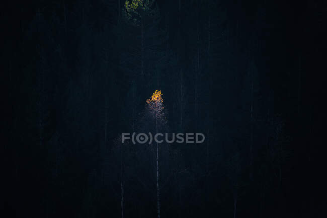 Autunno d'oro nella foresta con foglie d'arancio sugli alberi — Foto stock