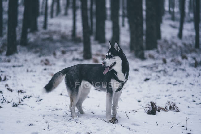 Вид збоку красивої домашньої мисливської собаки, що стоїть між деревами в зимовому лісі — стокове фото