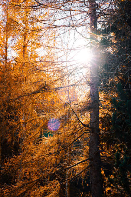Otoño de oro en el bosque con hojas de naranja en los árboles - foto de stock