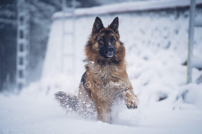Mignon chien domestique courant sur neige près de la construction dans la neige sur fond flou — Photo de stock