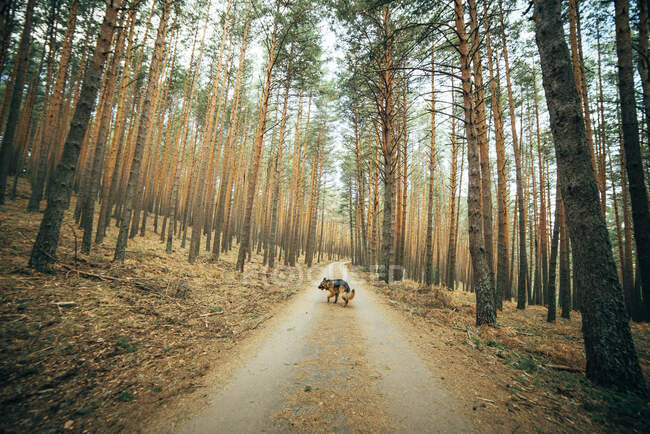 Bonito cão doméstico sentado na estrada rural entre árvores de coníferas na floresta — Fotografia de Stock