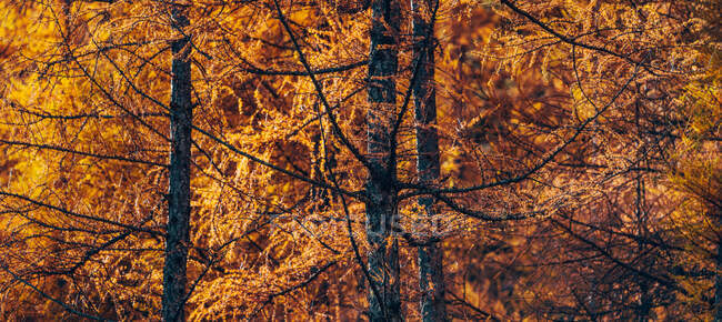 Automne doré dans la forêt avec des feuilles d'orange sur les arbres — Photo de stock