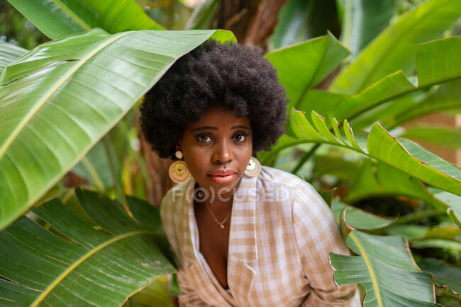 Jeune femme afro-américaine à la mode avec des cheveux bouclés et des boucles d'oreilles élégantes debout parmi les feuilles de banane vertes dans le jardin tropical et regardant la caméra — Photo de stock