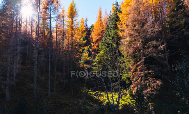 Goldener Herbst im Wald mit Orangenblättern an den Bäumen — Stockfoto