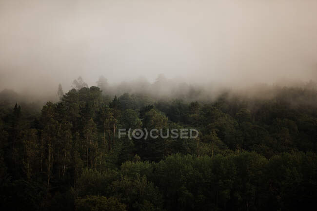 Драматичний вид на густий туман над зеленими деревами в лісі в похмурий день — стокове фото