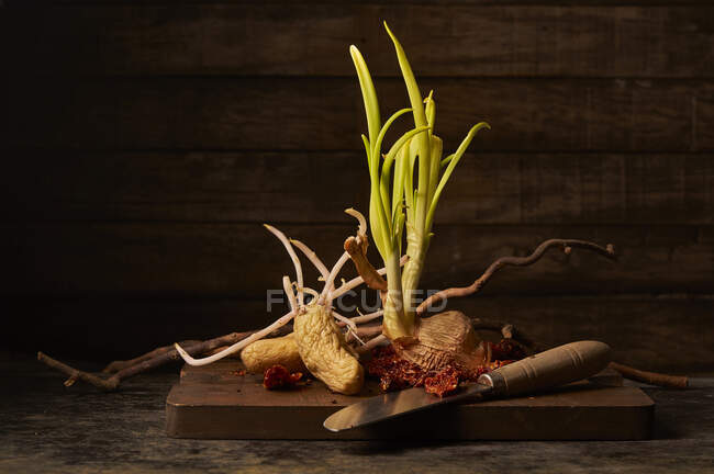 Still life composition with old geminated onion bulb and potato tuber with sprouts placed on wooden cutting board with knife and dried tomatoes — Stock Photo