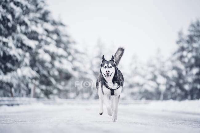 Beau chien de chasse domestique courant entre les arbres dans la forêt d'hiver — Photo de stock