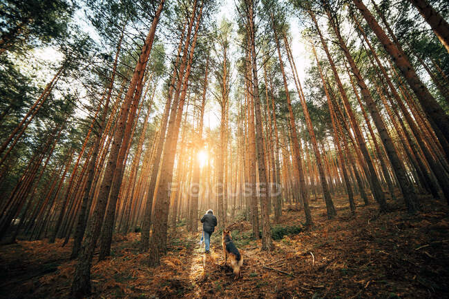 Обратный вид человека, гуляющего с домашней собакой между хвойными деревьями в солнечный день — стоковое фото