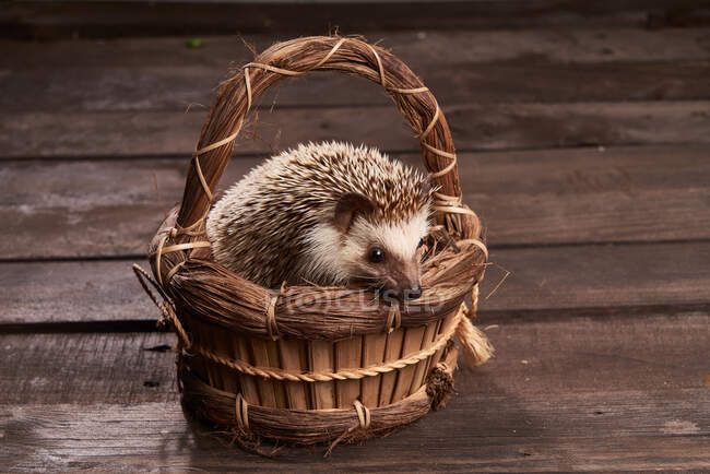 Alto ângulo de ouriço adorável sentado em cesta de vime na mesa de madeira rústica com ervas — Fotografia de Stock