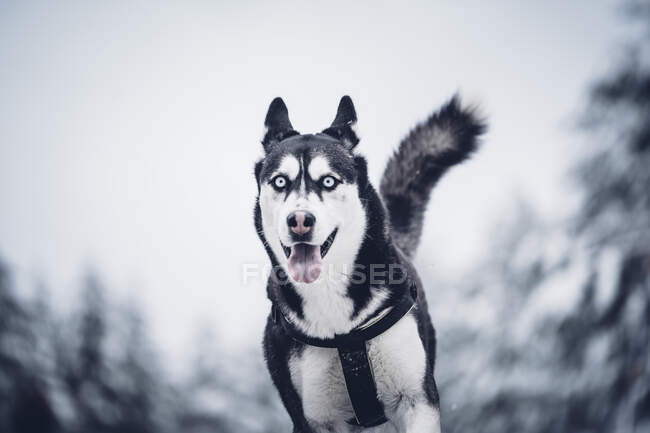 Beautiful domestic hunter dog running between trees in winter forest — Stock Photo