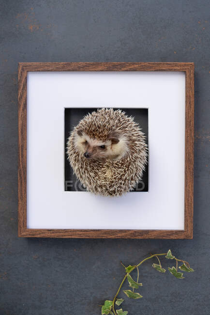 Top view of spiky hedgehog lying in wooden frame on table with green plant — Stock Photo