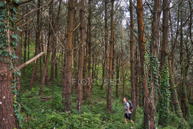 Alto ângulo do caminhante masculino andando na trilha em bosques durante o trekking no verão — Fotografia de Stock