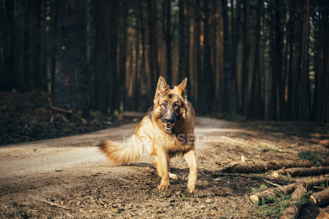 Домашняя собака, сидящая на сельской дороге между хвойными деревьями в лесу — стоковое фото