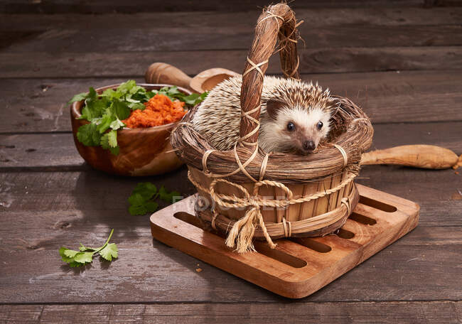 High angle of adorable hedgehog sitting in wicker basket on rustic wooden table with herbs — Stock Photo