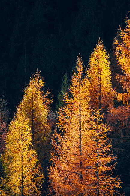 Automne doré dans la forêt avec des feuilles d'orange sur les arbres — Photo de stock