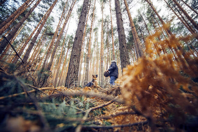 Vista laterale dell'uomo che cammina con cane domestico tra conifere nella giornata di sole — Foto stock