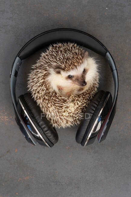 Vista superior de pequeño erizo adorable acostado sobre fondo gris con auriculares en el estudio - foto de stock