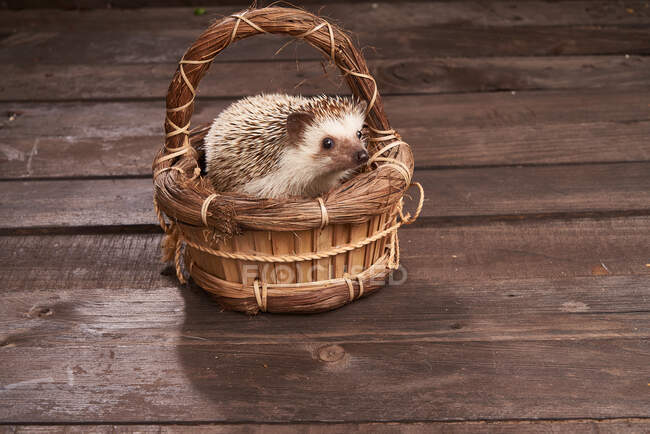 Alto ângulo de ouriço adorável sentado em cesta de vime na mesa de madeira rústica com ervas — Fotografia de Stock