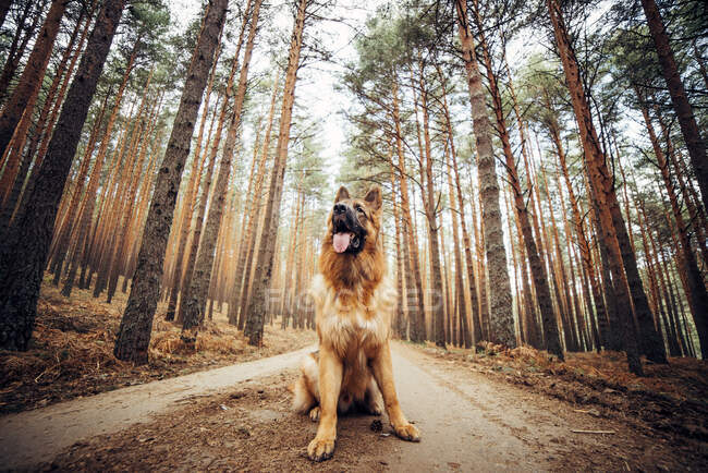 From below beautiful domestic dog sitting on countryside road between coniferous trees in forest — Stock Photo