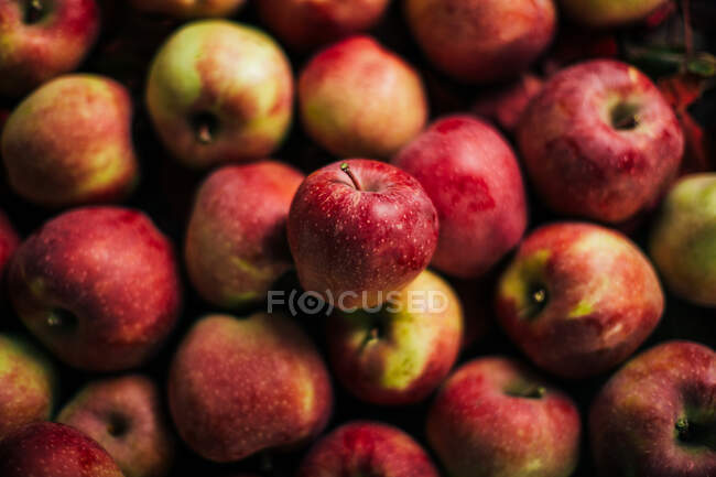 Manzanas rojas frescas sobre fondo oscuro - foto de stock
