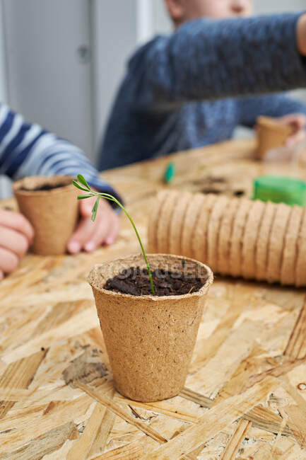 Cortar crianças anônimas à mesa com plântulas verdes crescendo em copo de papelão com solo em casa — Fotografia de Stock