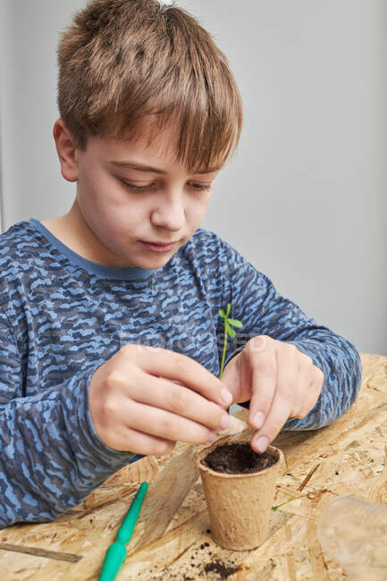 Child planting green seedling in cardboard cup with earth at table in house in daytime — Stock Photo