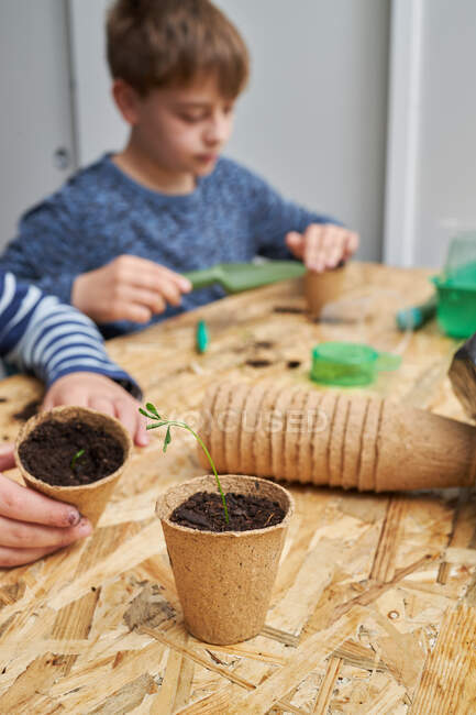 Cortar crianças anônimas à mesa com plântulas verdes crescendo em copo de papelão com solo em casa — Fotografia de Stock