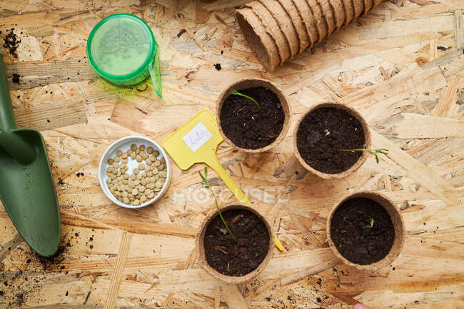 Top view of cardboard cups with seedlings growing in soil against fertilizer and gardening trowel on table — Stock Photo