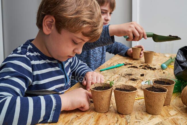 Geschwister pflanzen Setzling in Pappbecher mit Boden am Tisch mit Gartenschaufel — Stockfoto