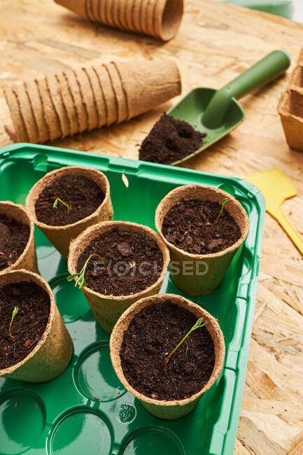 Shovel with soil against eco cups with growing seedlings in plastic container on table — Stock Photo