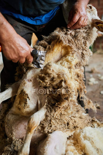 Ernte männlichen Scherer mit elektrischer Maschine und Scheren flauschige Merino-Schafe in Scheune in der Landschaft — Stockfoto
