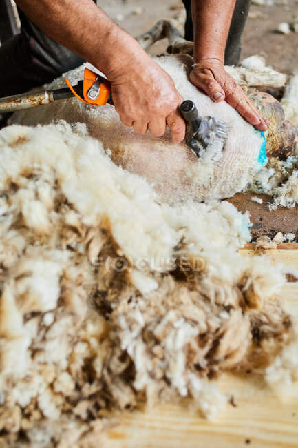 Чоловічий стрижка врожаю з використанням електричної машини і стрижки пухнастої вівці Меріно в сарай в сільській місцевості — стокове фото