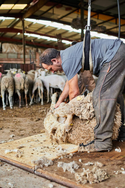 Esquilador masculino con máquina eléctrica y cizalla esponjosa oveja Merino en el granero en el campo - foto de stock