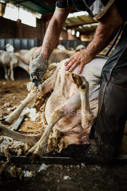 Cortar tosquiador masculino usando máquina elétrica e tosquia fofo Merino ovelhas no celeiro no campo — Fotografia de Stock