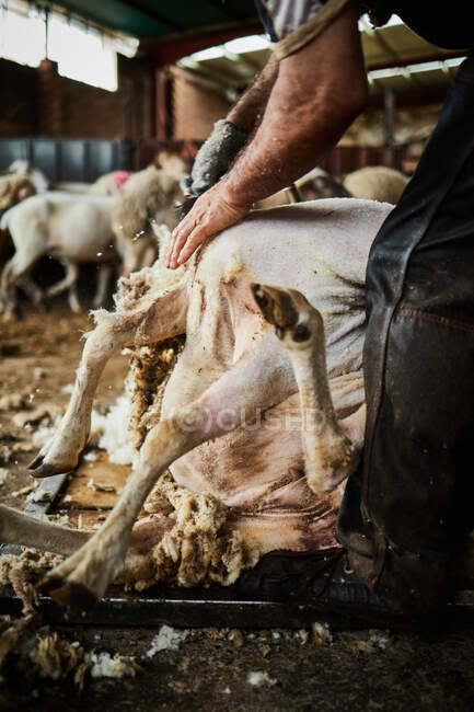 Recadrer la haveuse mâle à l'aide d'une machine électrique et tondre les moutons mérinos duveteux dans la grange dans la campagne — Photo de stock