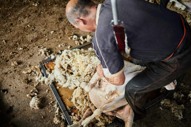 Esquilador masculino con máquina eléctrica y cizalla esponjosa oveja Merino en el granero en el campo - foto de stock
