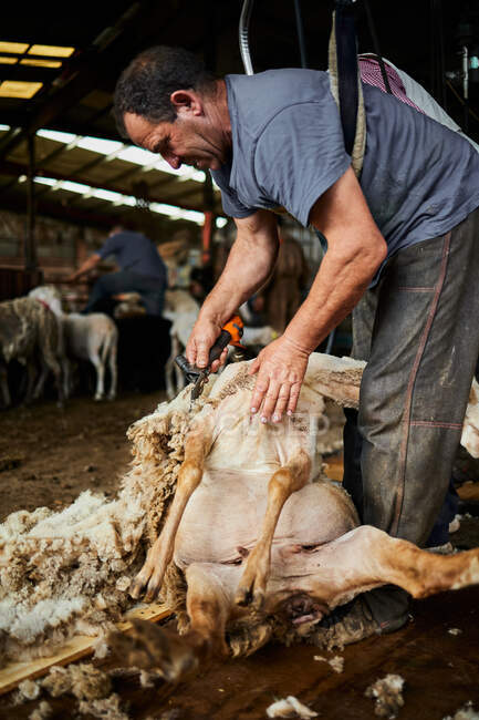 Männlicher Scherer mit elektrischer Maschine und Schur flauschiger Merino-Schafe im Stall auf dem Land — Stockfoto