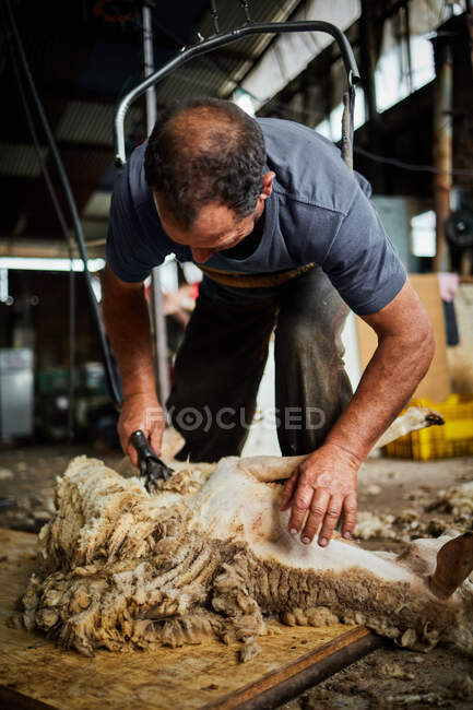 Чоловічий стрижка використовує електричну машину і стрижка пухнастої вівці Меріно в сарай в сільській місцевості — стокове фото